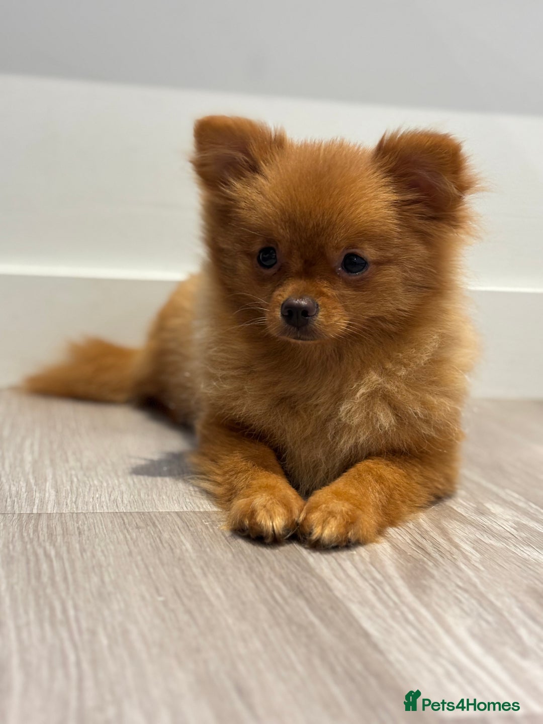Pomeranian dogs for sale: Beautiful 6-Month-Old Pomeranian Girl for Sale  - Image 9