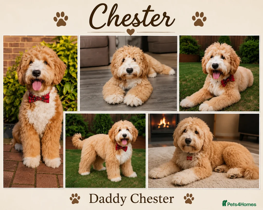 Australian Labradoodle dogs for sale: Multigenerational Australian Labradoodle  in Leicester - Advert 2