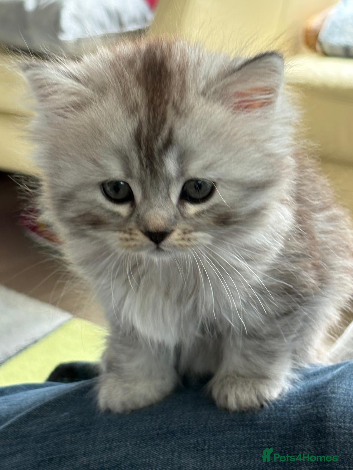Mixed Breed cats Rare Silver Smoke Semi-longhair  Breed Cross - Advert 1