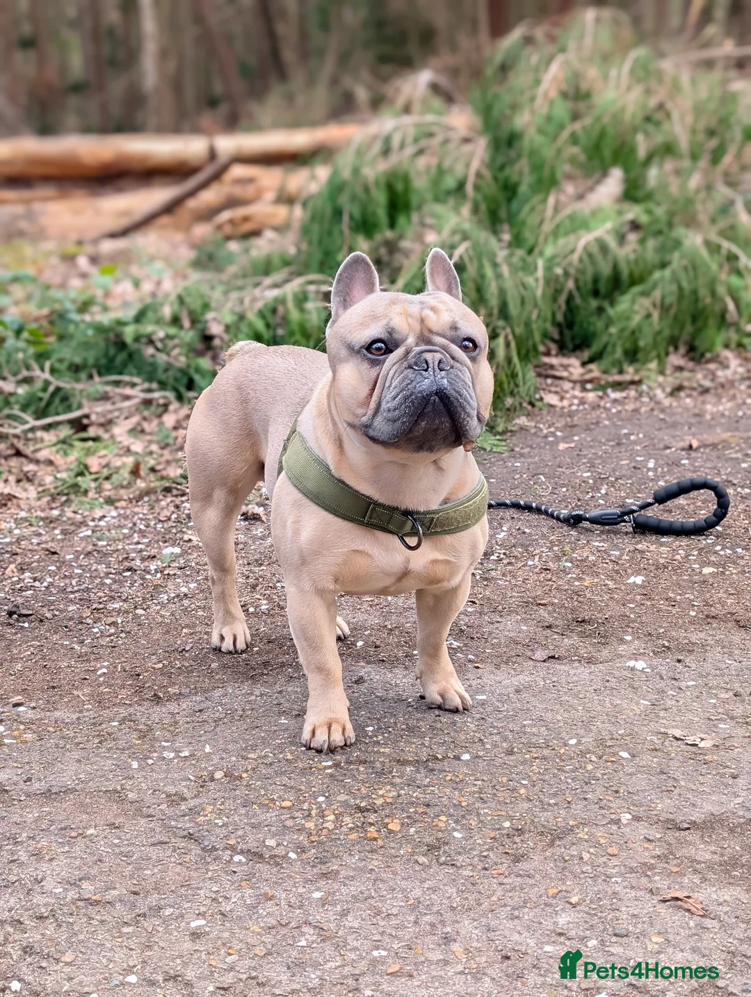 French Bulldog dogs for stud: French Bulldog for stud - Advert 3