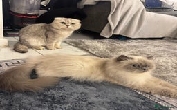 British Shorthair cats for sale: Scottish fold / British short hair  - Image 10