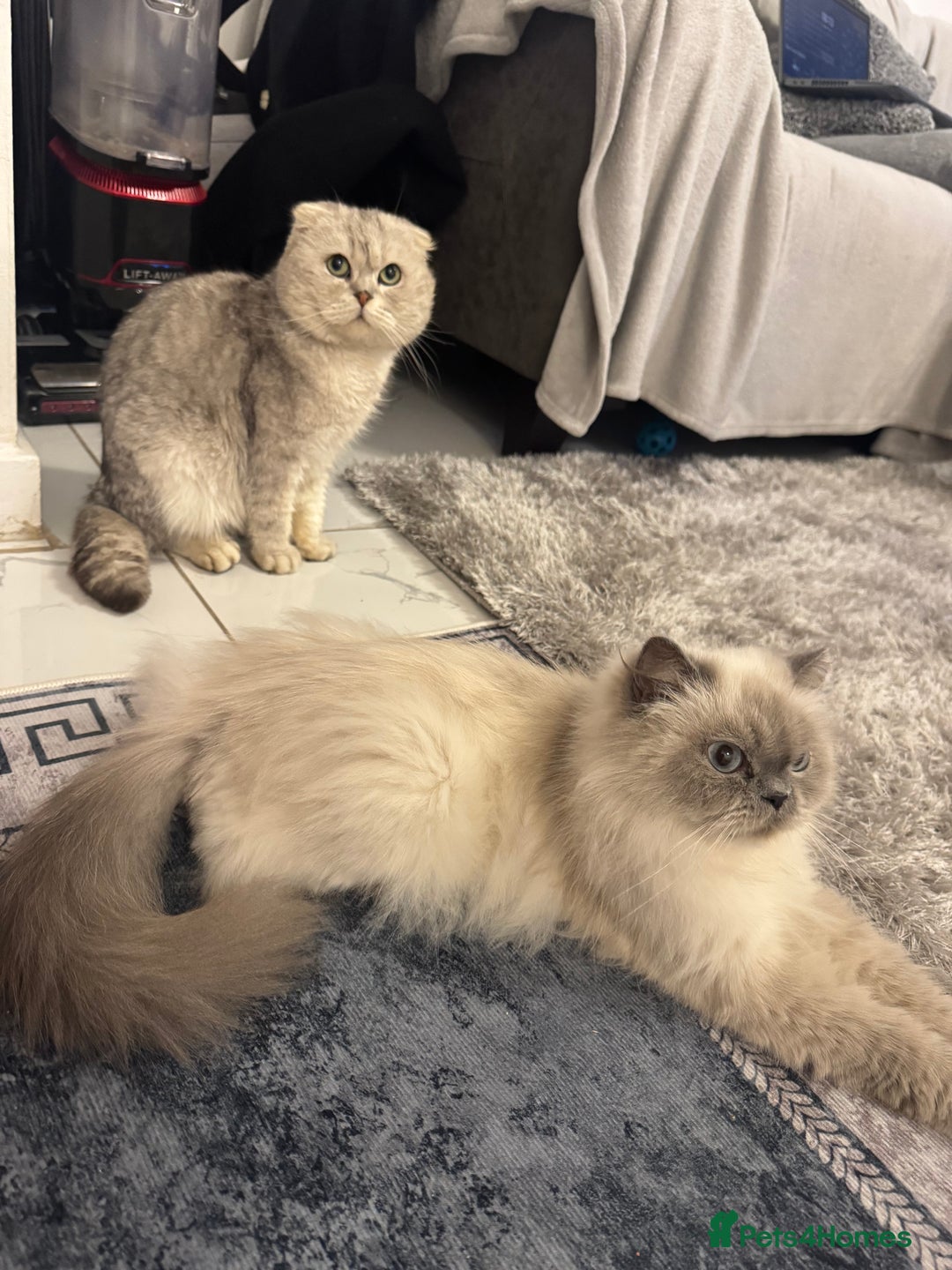 British Shorthair cats for sale: Scottish fold / British short hair  - Image 10