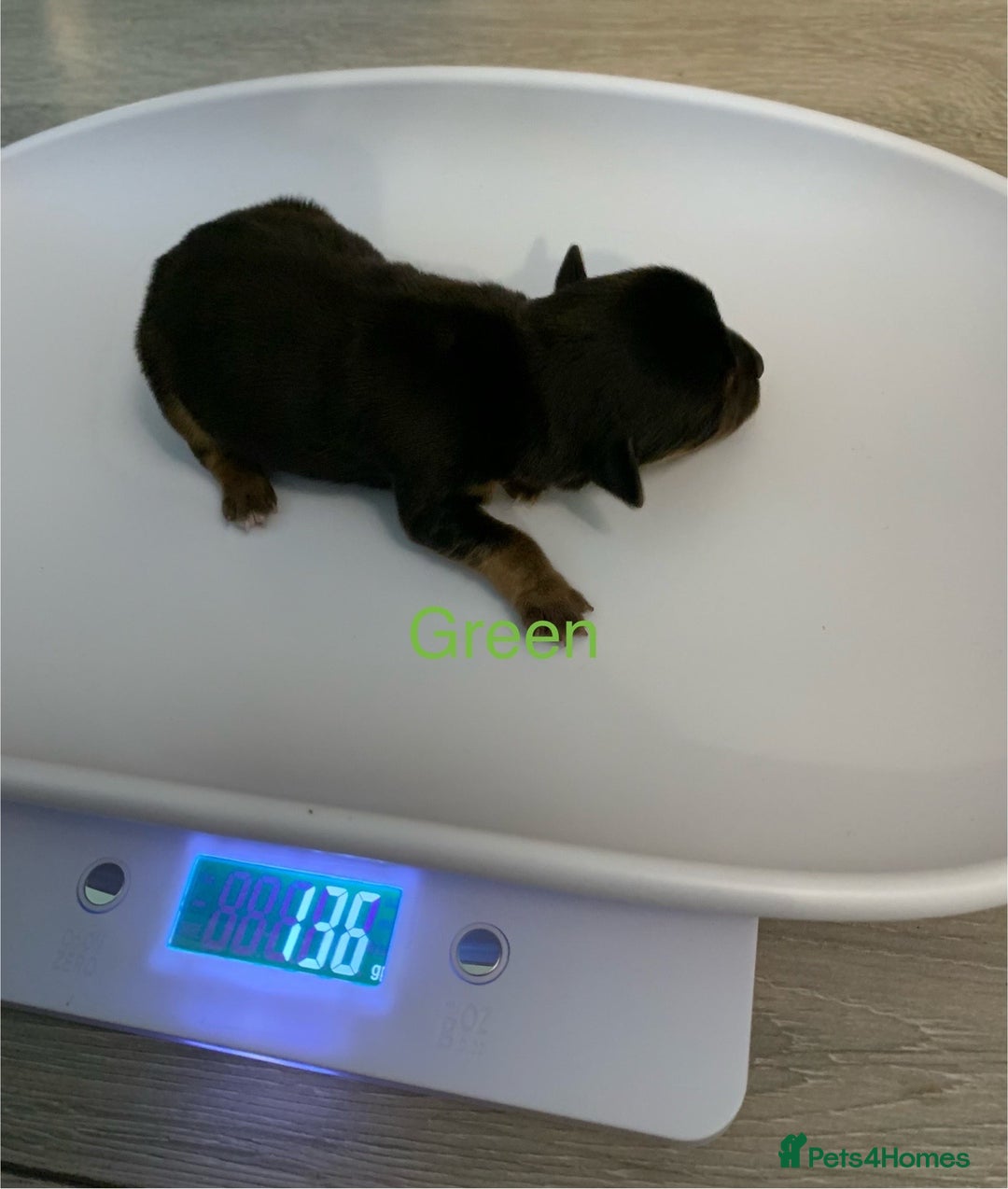 Jack Russell dogs for sale: Jack Russell Puppies  - Image 30