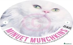 Munchkin cats for sale: White Persian Minuet munchkin blue & odd eyes - Image 13