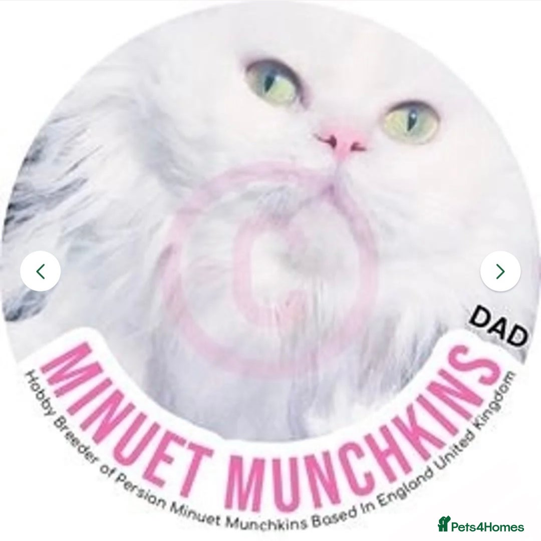 Munchkin cats for sale: White Persian Minuet munchkin blue & odd eyes - Image 13