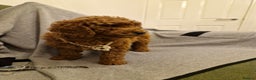 Miniature Poodle dogs for sale: READY NOW Red Minature Poodle Pups for sale. - Advert 20
