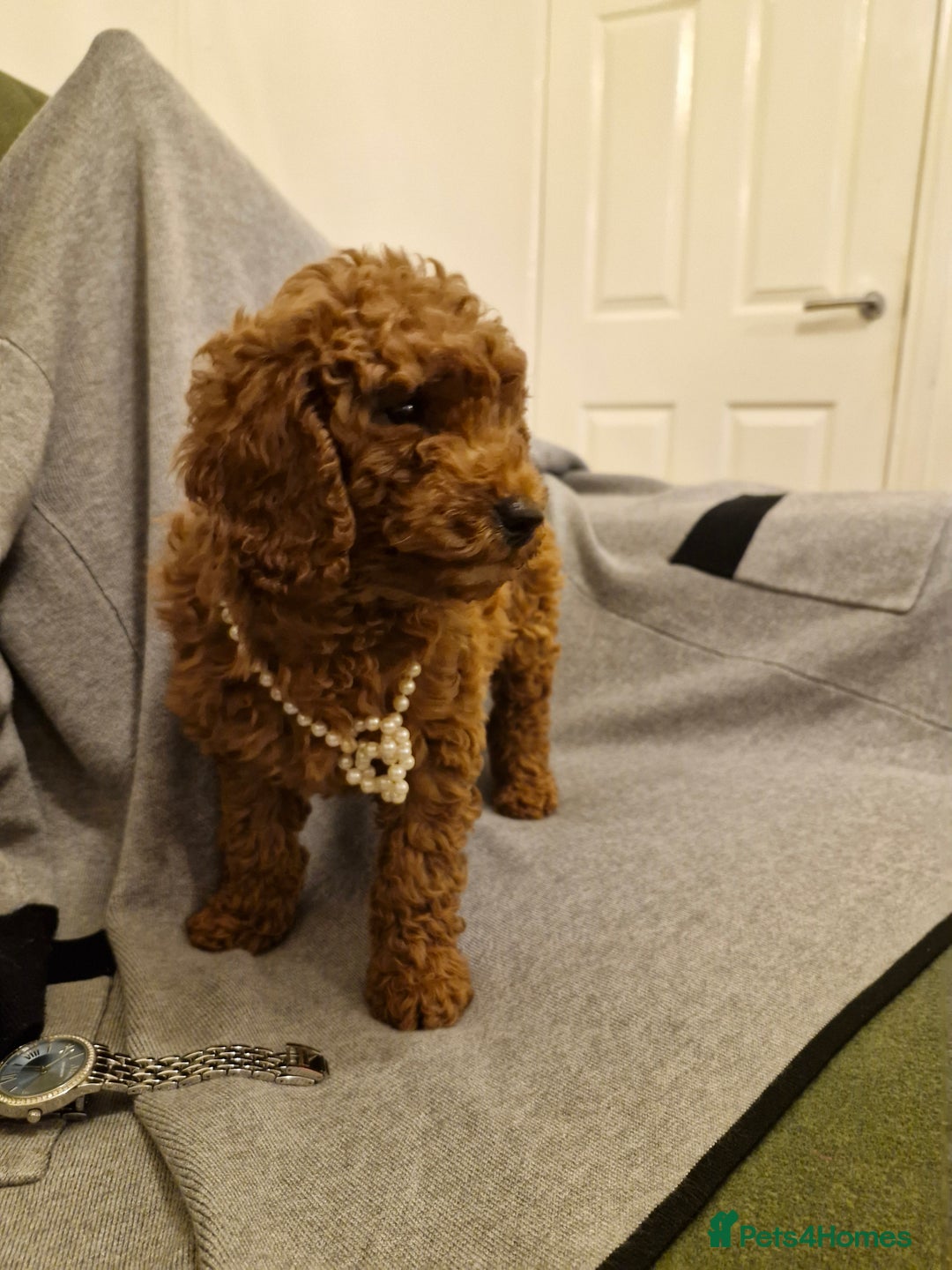 Miniature Poodle dogs for sale: READY NOW Red Minature Poodle Pups for sale. - Advert 20