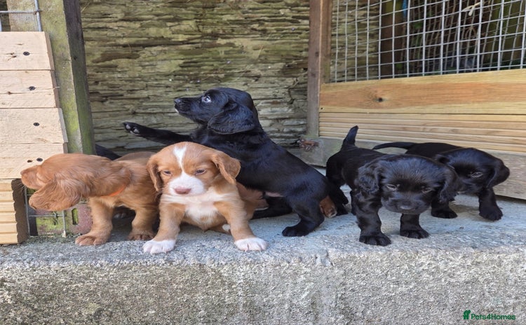 Cocker Spaniel dogs - Advert 9