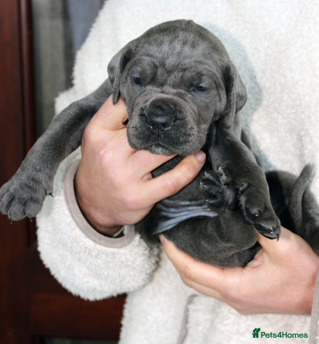 Cane Corso dogs for sale: Cane Corso Puppies from Exceptional Bloodlines, - Advert 37