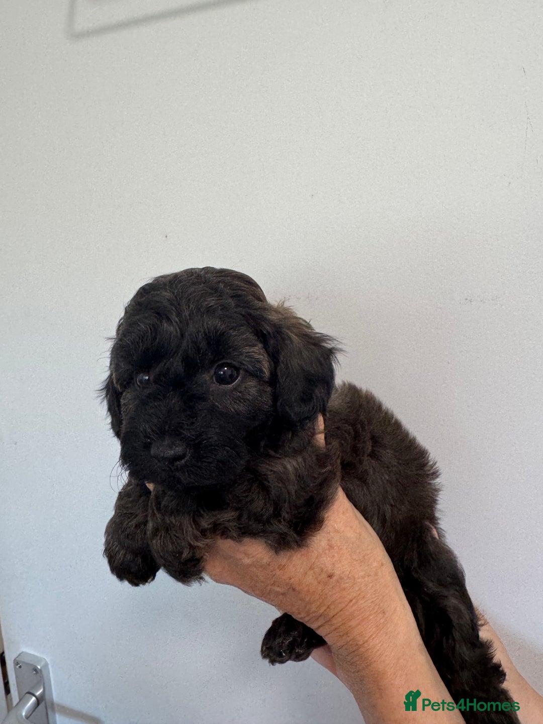 Cavapoo dogs for sale: Beautiful Toy F1b Cavapoo puppies  in Liskeard - Image 5