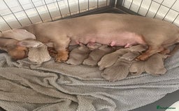 Dachshund dogs for sale: Dachshund  - Image 4