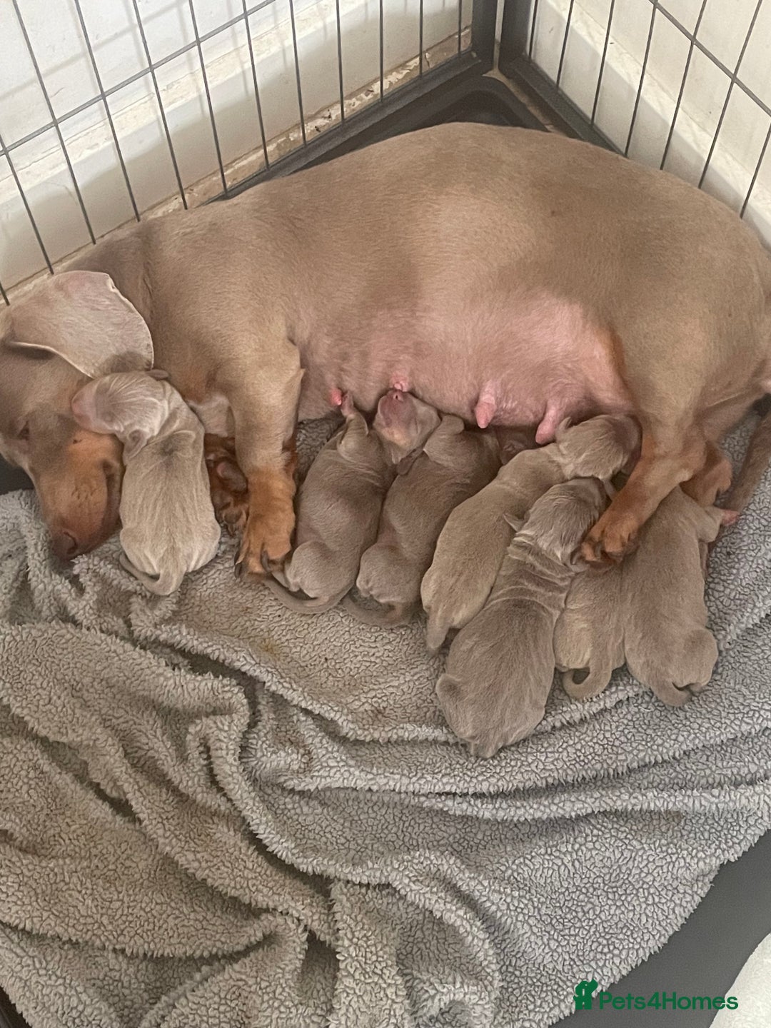 Dachshund dogs for sale: Dachshund  - Image 4