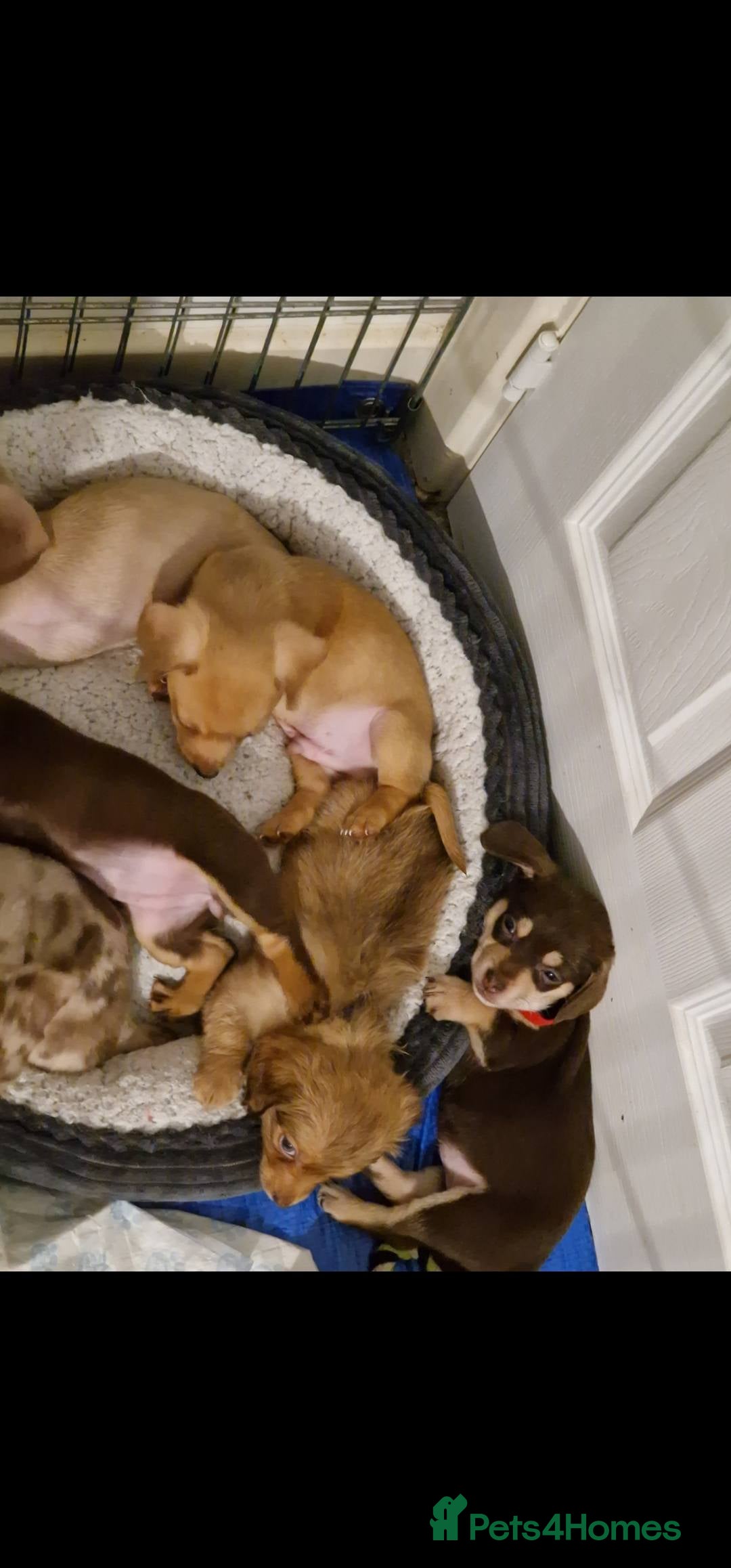 Chiweenie dogs for sale: 6 Chihuahua/Minature Dacshund Pups Ready to leave - Image 1