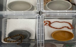 Python Snake reptiles for sale: 11 BALL PYTHONS AND STACK - Image 6