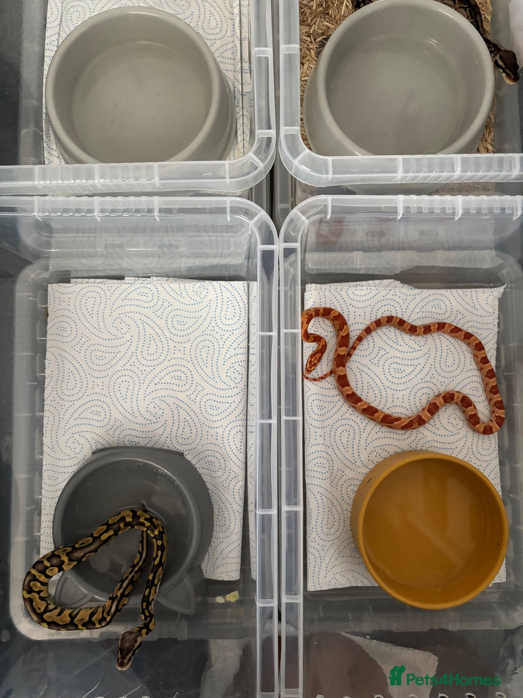 Python Snake reptiles for sale: 11 BALL PYTHONS AND STACK - Image 6