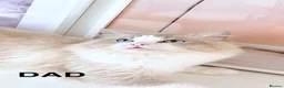 Ragdoll cats for sale: INDOOR GCCF REG CHOCOLATE LILAC RAGDOLL KITTENS - Advert 39