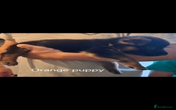 German Shepherd dogs for sale: Exceptional German shepherd puppies  - Image 21
