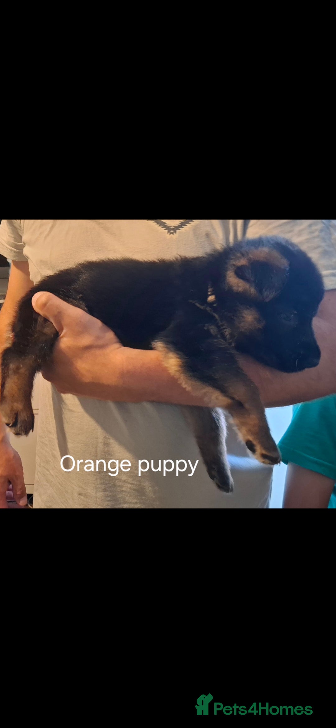 German Shepherd dogs for sale: Exceptional German shepherd puppies  - Image 21