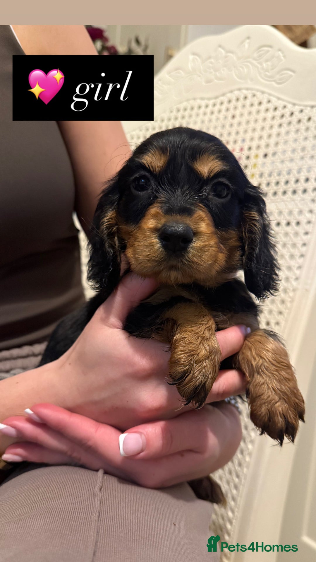 Cocker Spaniel dogs for sale: Pedigree Cocker spaniel puppies for sale  - Image 4
