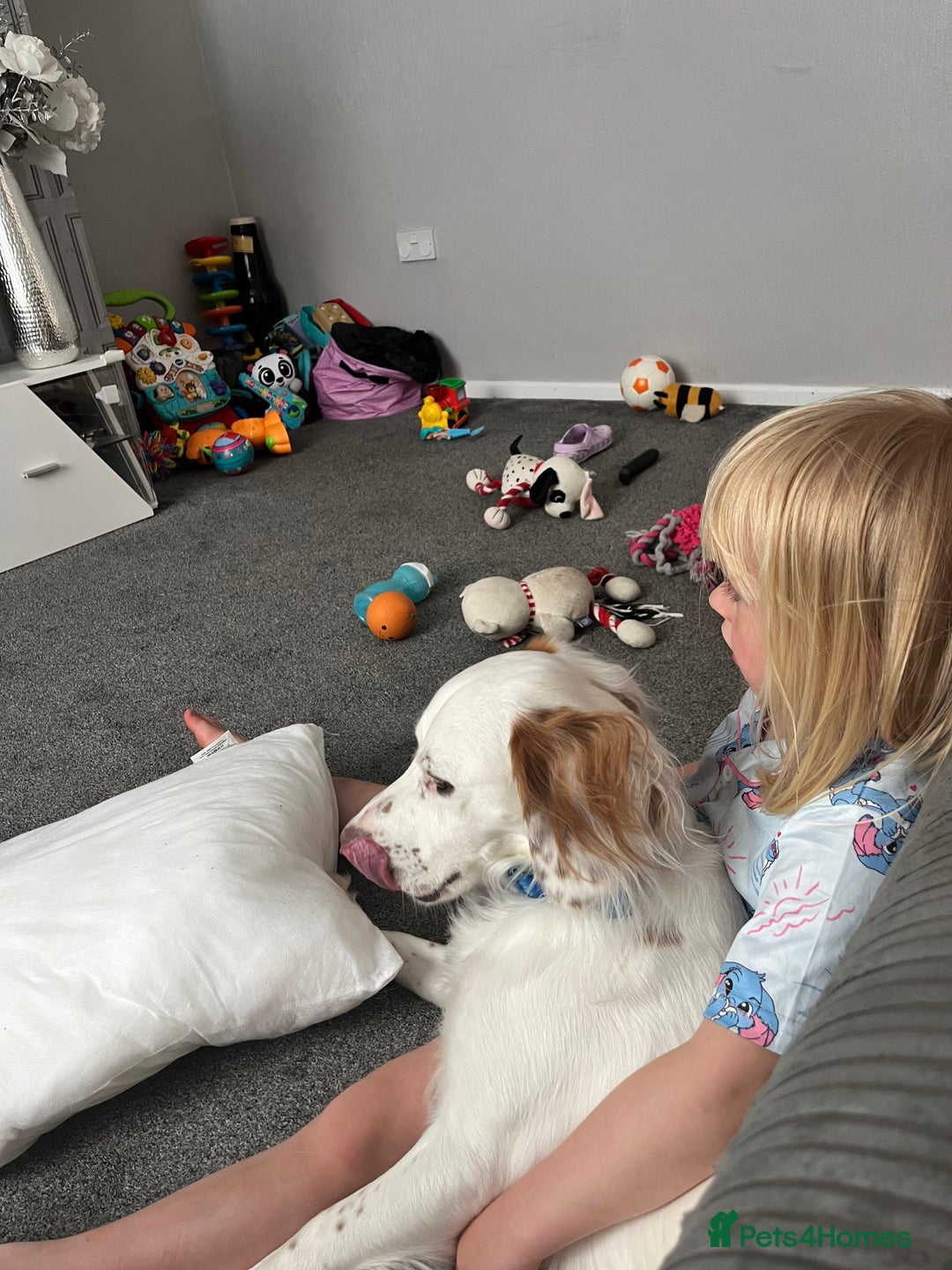 Cocker Spaniel dogs for sale: 1 year old cocker spaniel for sale - Image 3