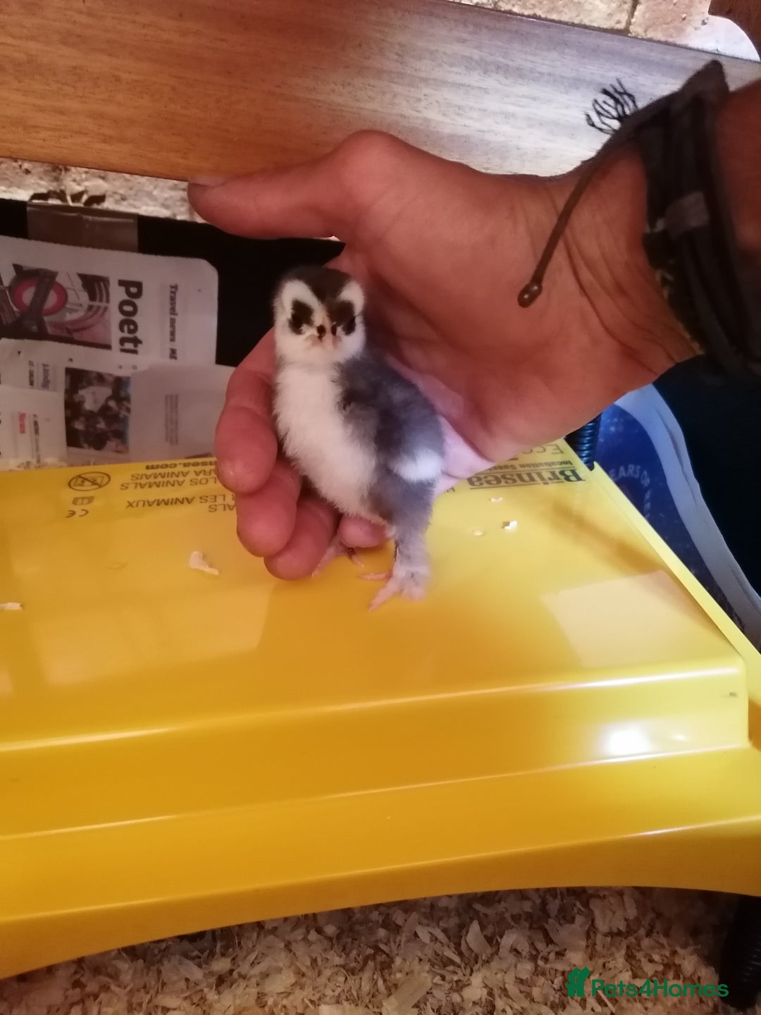 Chickens poultry for sale: Chicks & fertile eggs - Pekin, Polish, Serama in Wantage - Image 10