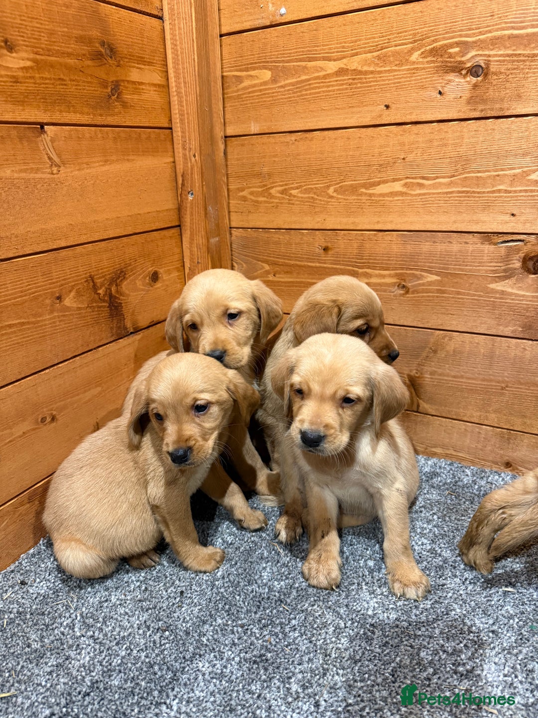 Goldador dogs for sale: Fox red goldadors  - Advert 3