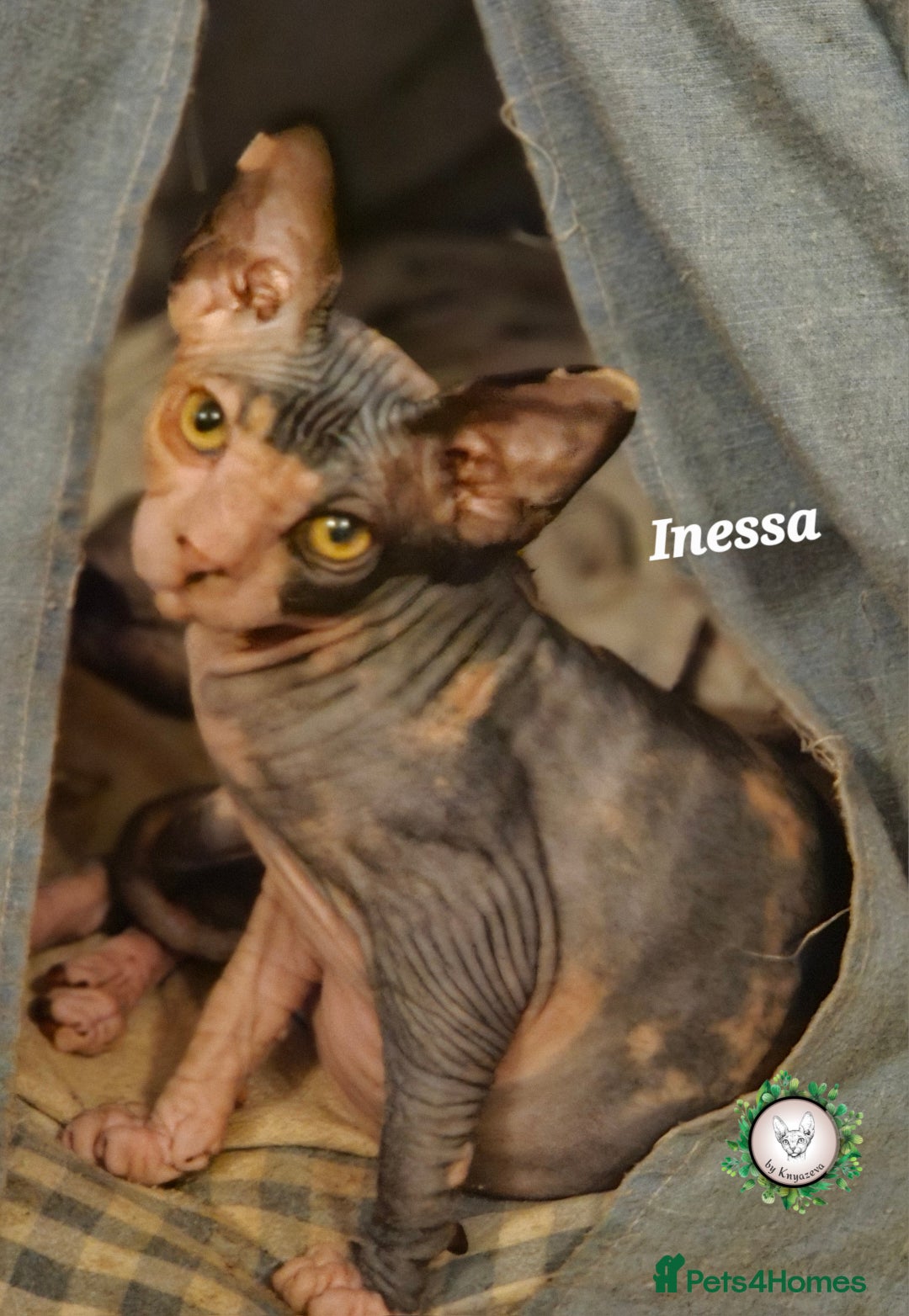 Sphynx cats for sale: Adorable Canadian Sphynx – Champion line - Advert 2