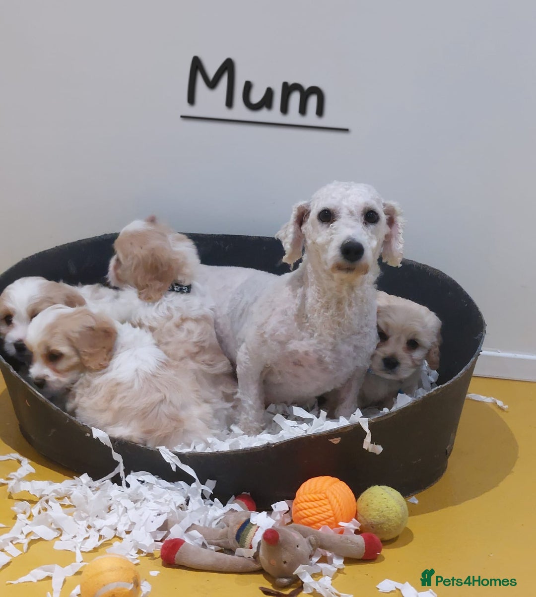 Cavachon dogs for sale: Beautiful F1 Cavachon boys 💙 - Image 13