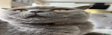 British Shorthair Female Cat 