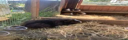 Guinea Pig rodents for sale: Loads of guinea pigs for sale - Advert 5