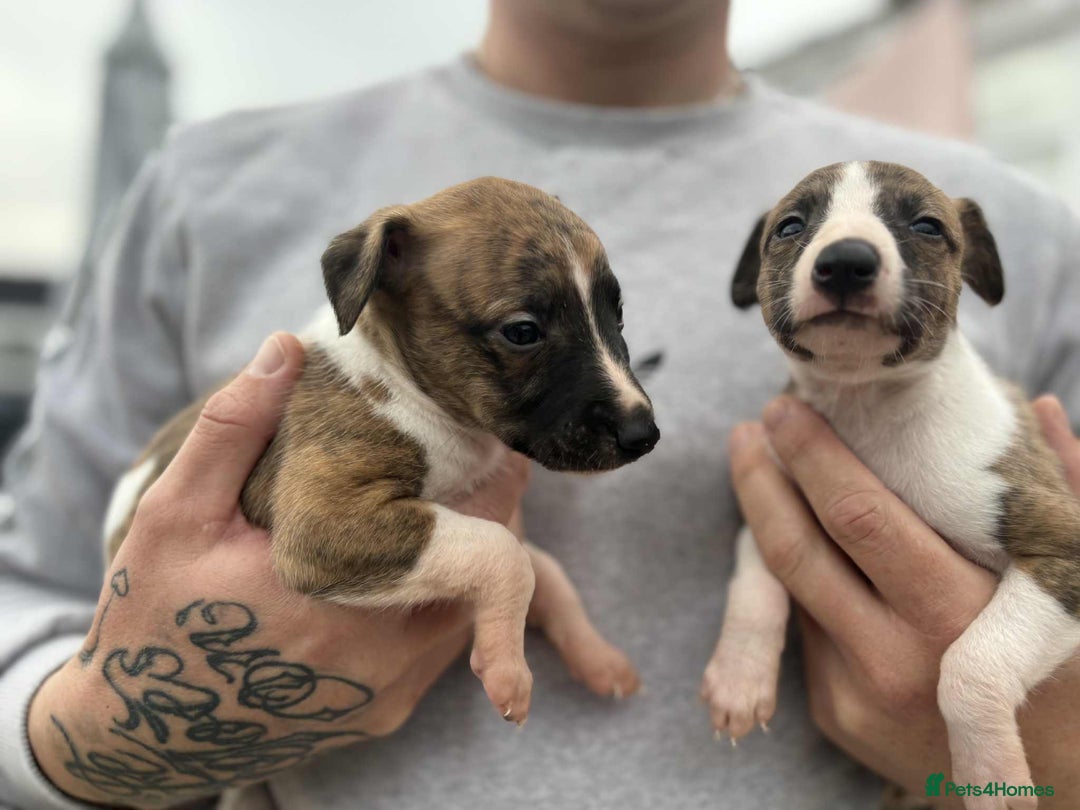 Whippet dogs for sale: Beautiful kc registered whippets - Image 15