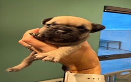 French Bulldog dogs for sale: Gorgeous Frenchie pups - Image 4