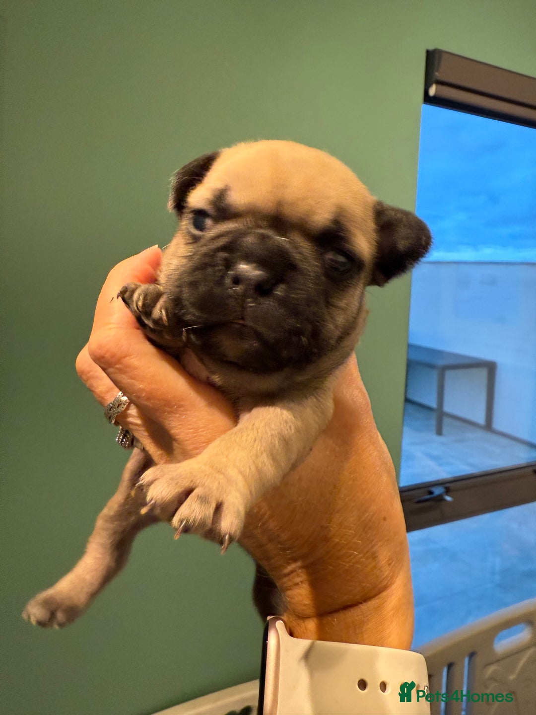 French Bulldog dogs for sale: Gorgeous Frenchie pups - Image 4