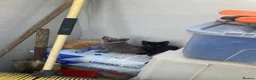 Domestic Shorthair cats for sale: 4 beautiful kittens is ready to go  - Advert 15