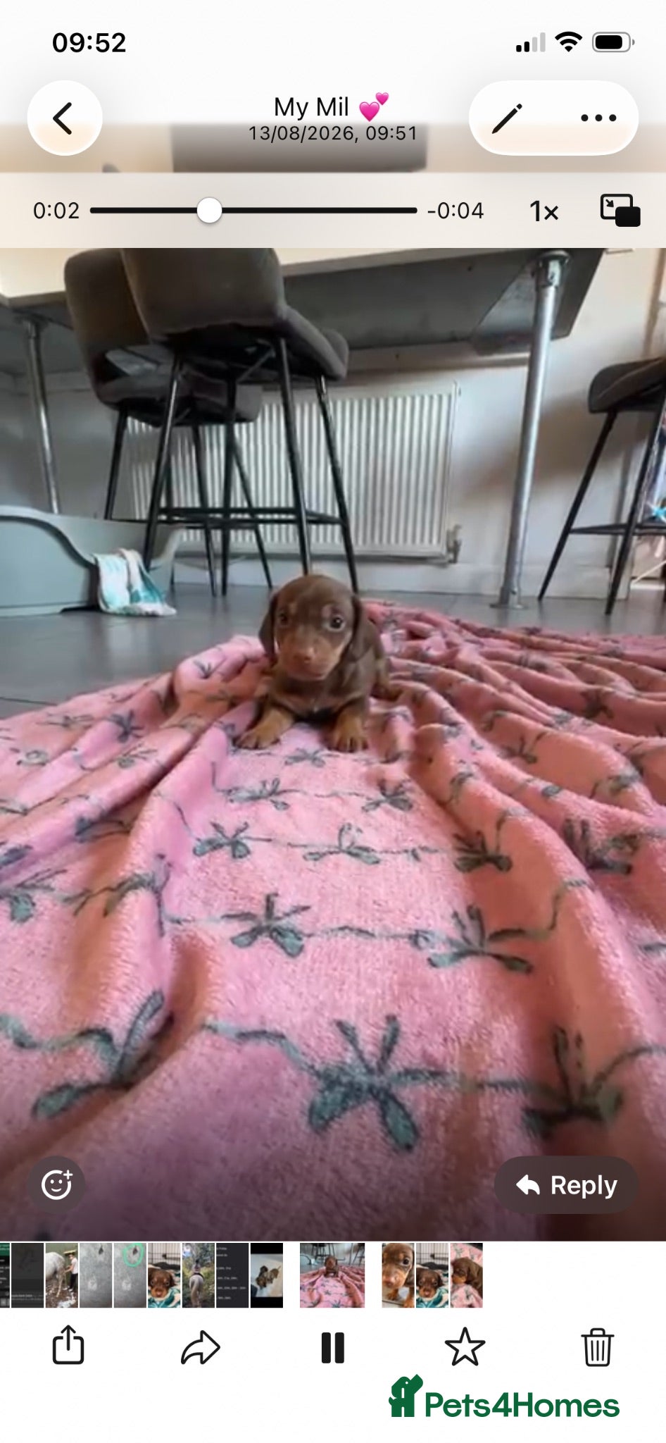 Dachshund dogs Male Dachshund puppy - Advert 14