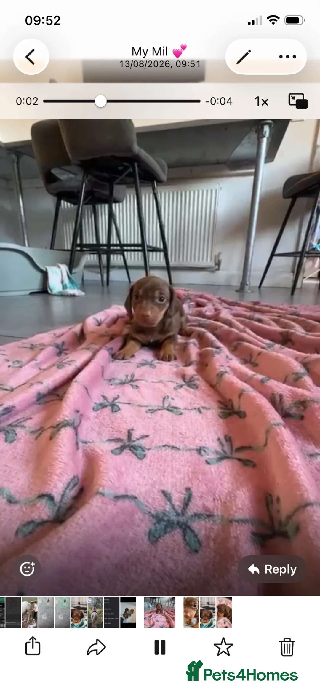 Dachshund dogs for sale: Male Dachshund puppy in Dudley - Advert 1