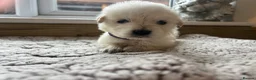 Golden Retriever dogs for sale: Our beautiful golden retriever pups - Advert 15