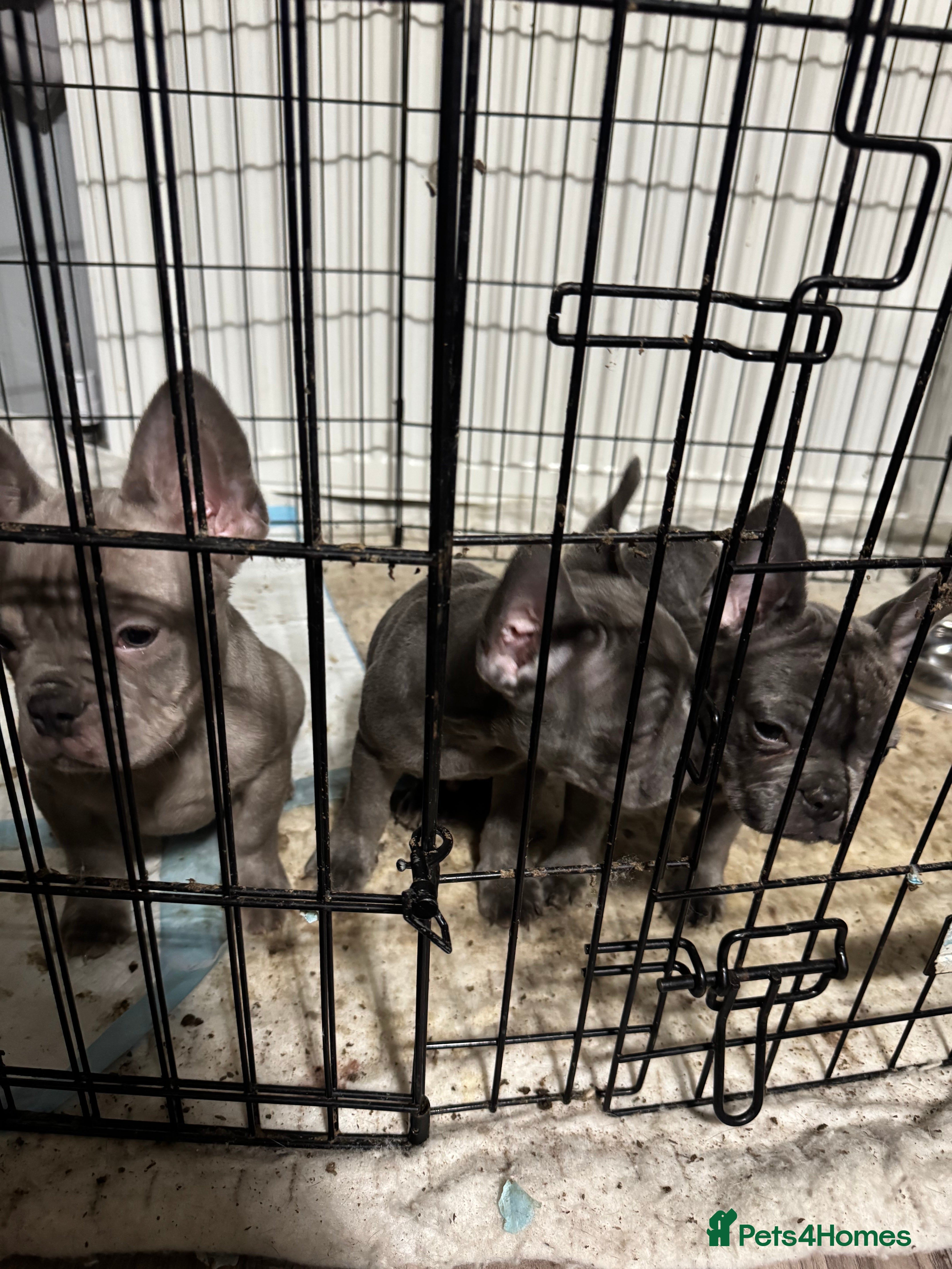 French Bulldog dogs French bulldogs for sale  - Advert 1