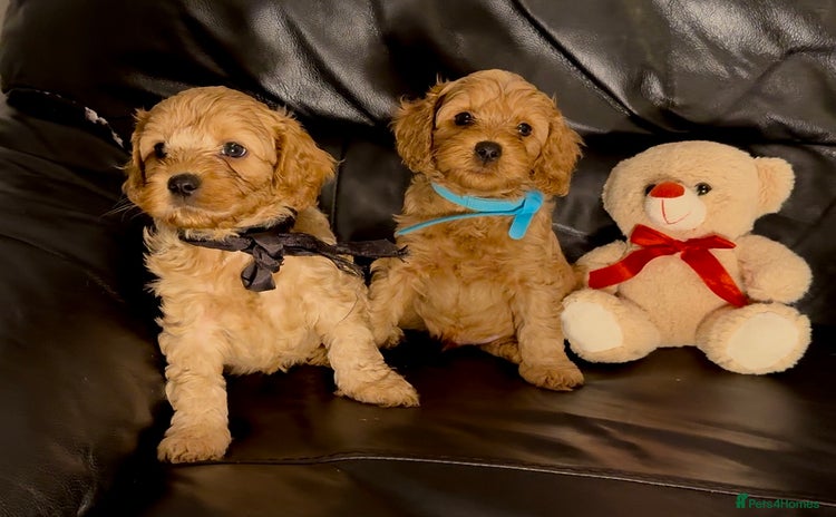Cavapoo dogs - Advert 2