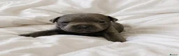 Staffordshire Bull Terrier dogs for sale: Beautiful KC bloodline champion staffy Puppies - Advert 8