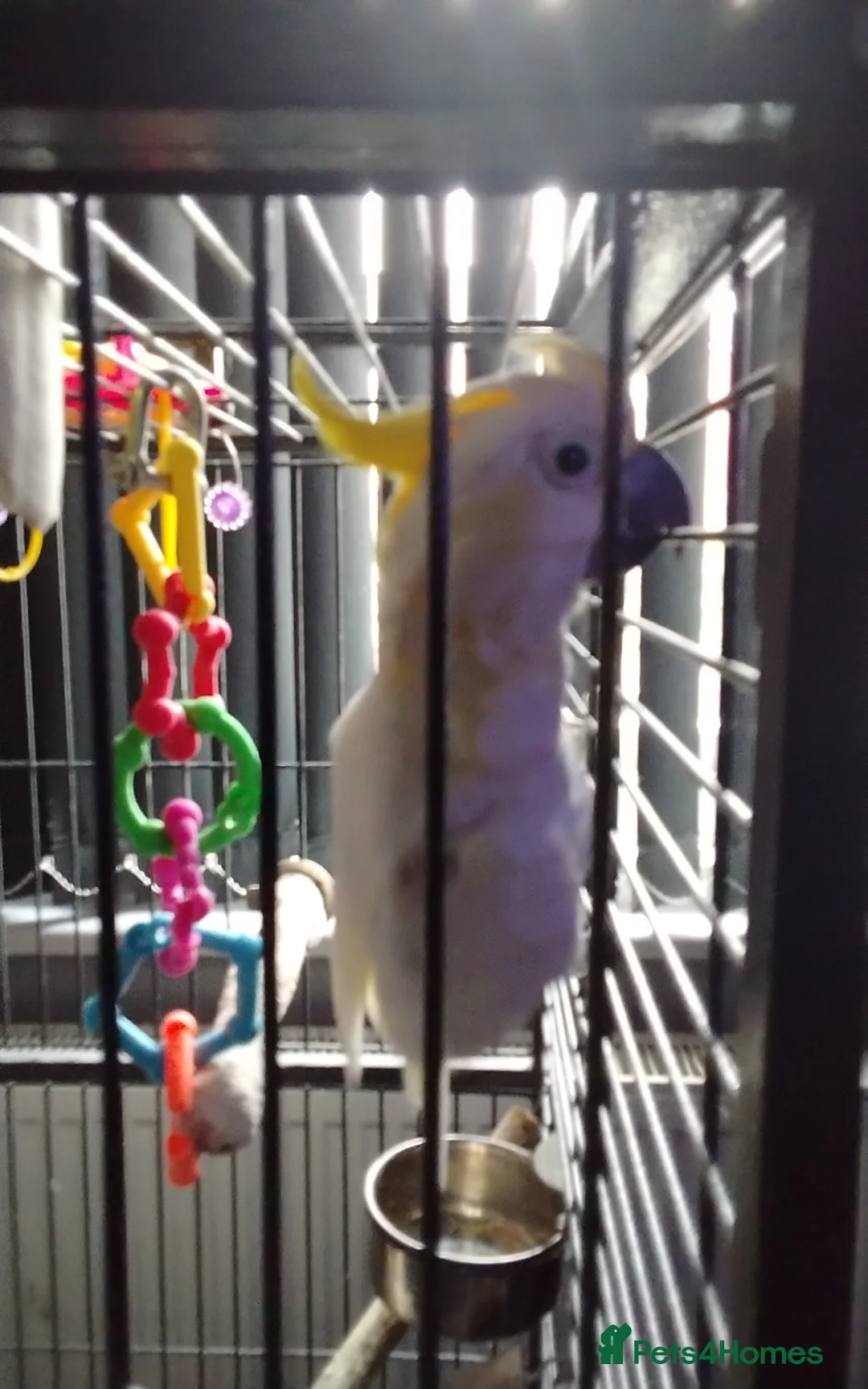 Cockatoo birds for sale: Cockatoo in Wallsend - Advert 7