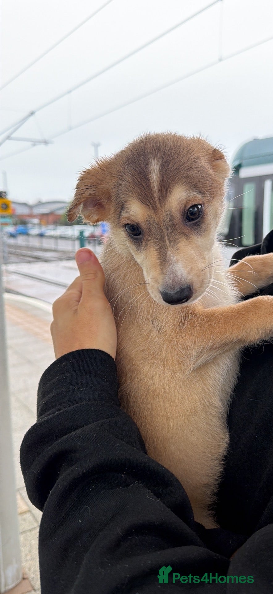 Mixed Breed dogs German Shepard x Dalmatian Male Pup - Advert 1
