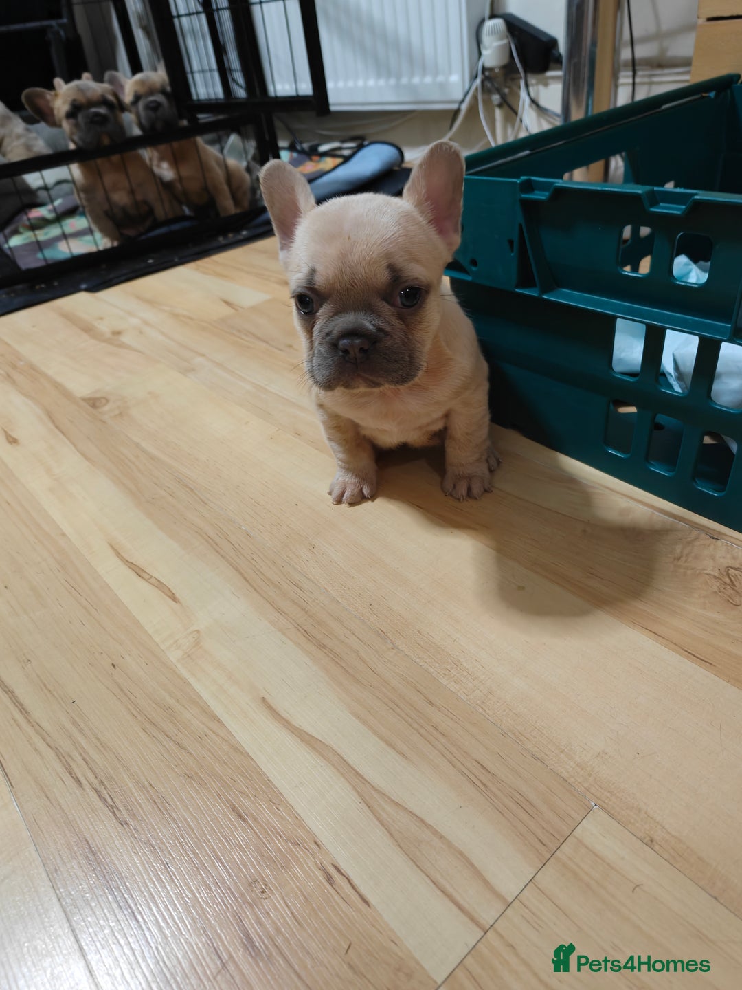French Bulldog dogs for sale: Unique and Beautiful French bulldogs puppies  - Image 28