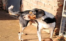 Mixed Breed dogs for sale: Sprollie boy  - Image 1