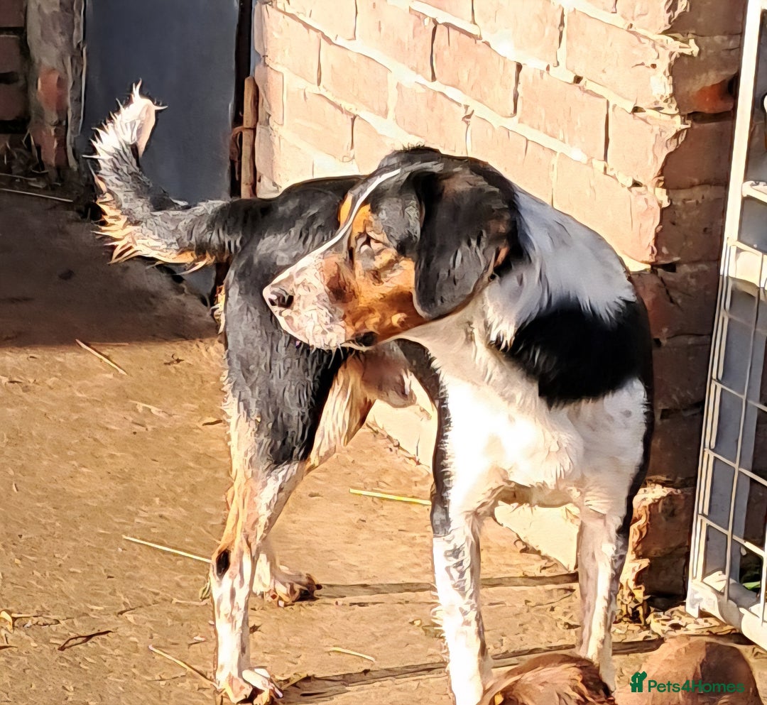 Mixed Breed dogs for sale: Sprollie boy  - Image 1