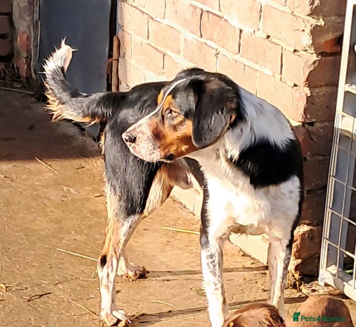 Mixed Breed dogs - Advert 1