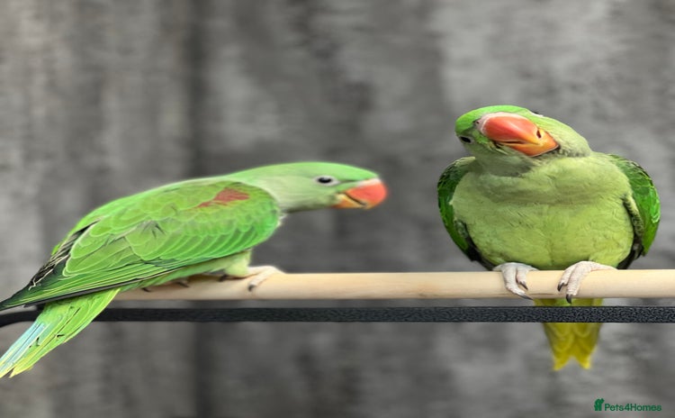 Parrots birds - Advert 1