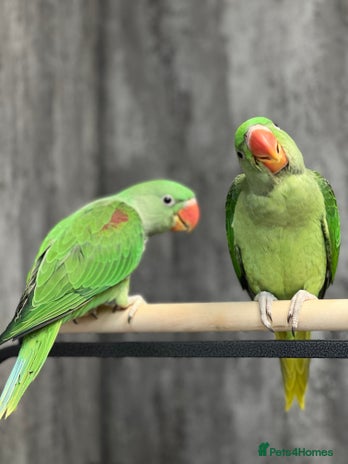 Parrots birds - Advert 2