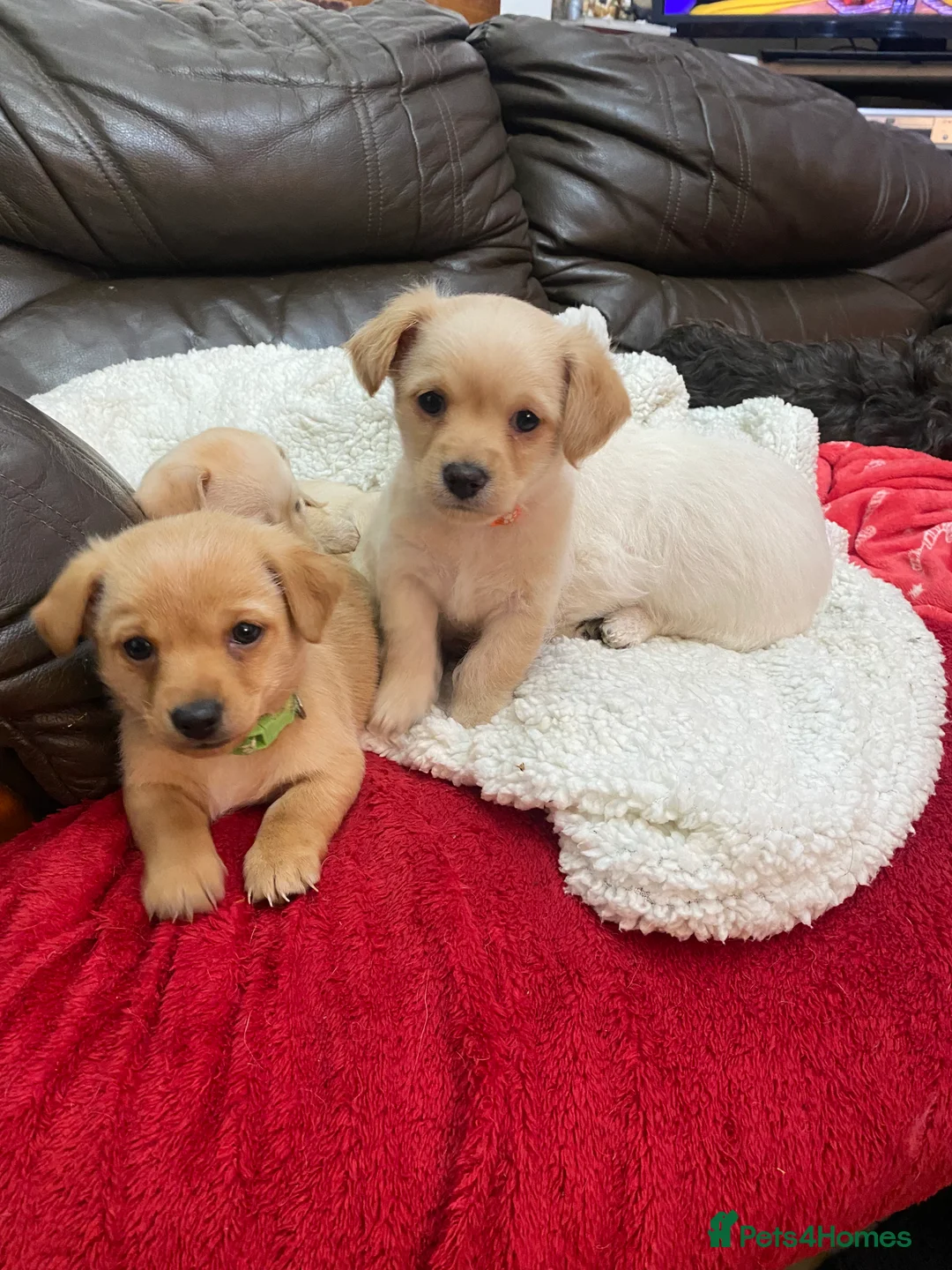 Mixed Breed dogs for sale: Daxie-CHON PUPPIES FOR SALE - Advert 15