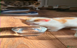 Mixed Breed cats for sale:  Blue eyes Flower pattern mark unique kitten  - Image 10